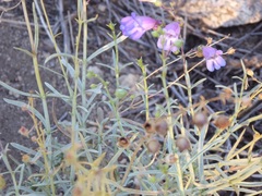 Penstemon incertus
