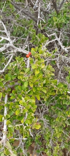 Image of Grewia robusta by (c) Noeleen du Toit, some rights reserved (CC BY-SA)