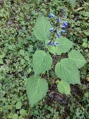 Salvia carnea