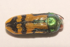 Conognatha