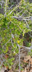 Grewia robusta