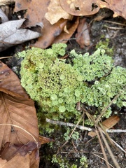 Cladonia chlorophaea