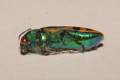 Conognatha