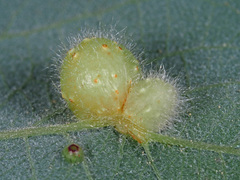 Euura pedunculi