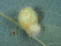 Euura pedunculi