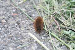 Phragmatobia