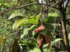 Barringtonia racemosa