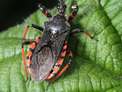 Rhynocoris annulatus
