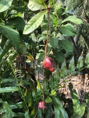 Barringtonia racemosa