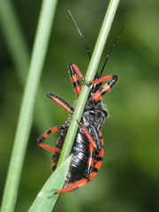 Rhynocoris annulatus