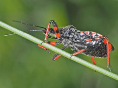 Rhynocoris annulatus
