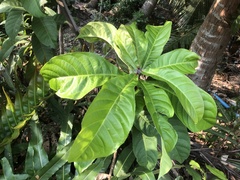 Barringtonia racemosa
