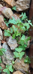 Oxalis latifolia