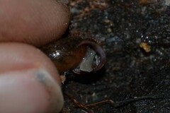 Helicodonta obvoluta