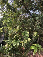 Barringtonia racemosa