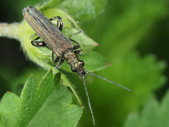 Oedemera virescens