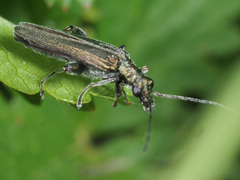 Oedemera virescens