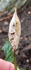 Spathiphylleae