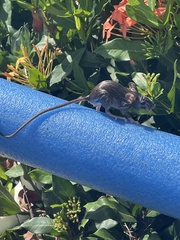 Muroidea