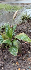 Spathiphylleae