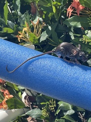 Muroidea
