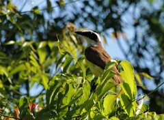 Pitangus sulphuratus