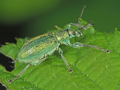 Phyllobius arborator
