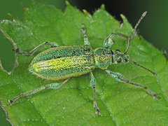 Phyllobius arborator