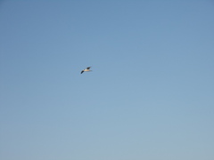 Thalasseus sandvicensis