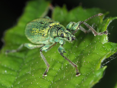 Phyllobius arborator