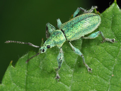 Phyllobius arborator