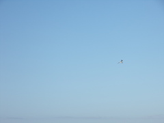 Thalasseus sandvicensis