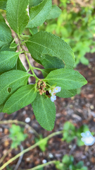 Lantana involucrata