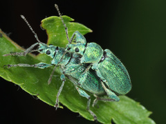 Phyllobius arborator