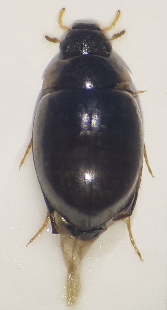 Laccobius striatulus