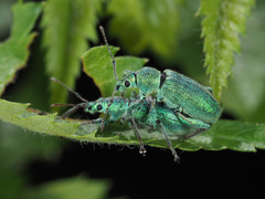 Phyllobius arborator