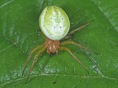 Araniella cucurbitina