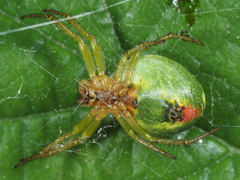 Araniella cucurbitina