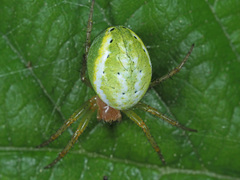 Araniella cucurbitina