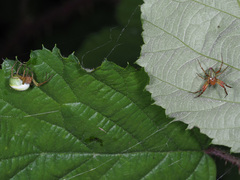 Araniella cucurbitina