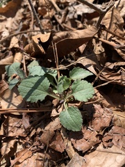 Chrysogonum