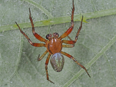 Araniella cucurbitina