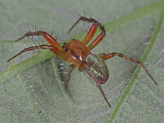 Araniella cucurbitina