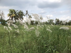 Saccharum spontaneum