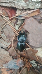 Pasimachus elongatus