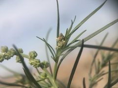 Oligomeris linifolia