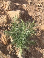 Oligomeris linifolia