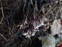 Thelephora anthocephala