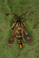 Pyropteron doryliformis