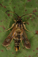 Pyropteron doryliformis